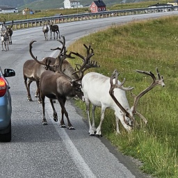 nordkap rundreise 2023_34